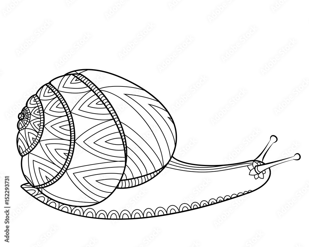 Snail black and white colors. Invertebrates mollusks wildlife. Wild life Zen tangle. Snail black and white colors. Invertebrates mollusks wildlife. Wild life Zen tangle.