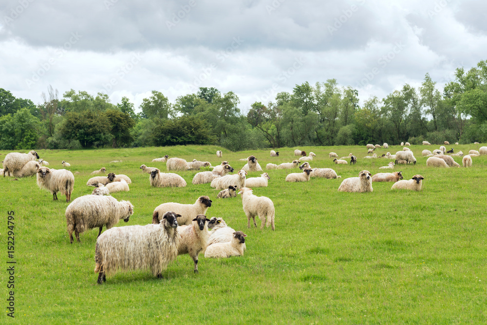 Pastoral scene, a flock of sheep