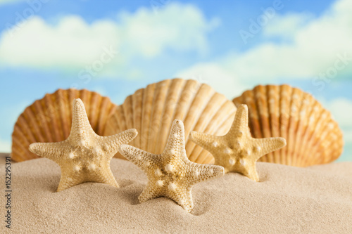 Starfishes and shells on beach sand