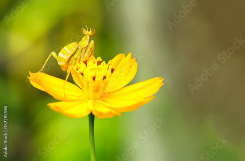 Macro of Flower Mantids setting on yellow Cosmos flower