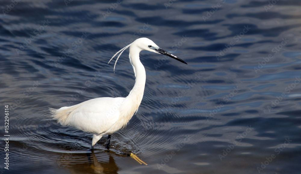 The little egret (Egretta garzetta) single bird hunting for fish in water near Danube river in Zemun,Belgrade,Serbia. The little egret (Egretta garzetta) single bird hunting for fish in water near Danube river in Zemun,Belgrade,Serbia.