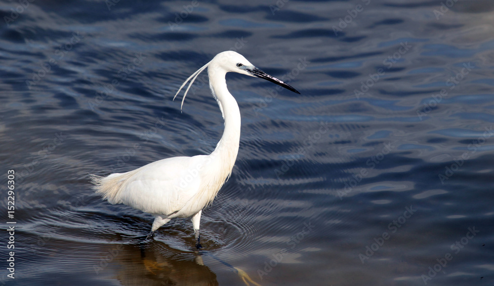 The little egret (Egretta garzetta) single bird hunting for fish in water near Danube river in Zemun,Belgrade,Serbia. The little egret (Egretta garzetta) single bird hunting for fish in water near Danube river in Zemun,Belgrade,Serbia.