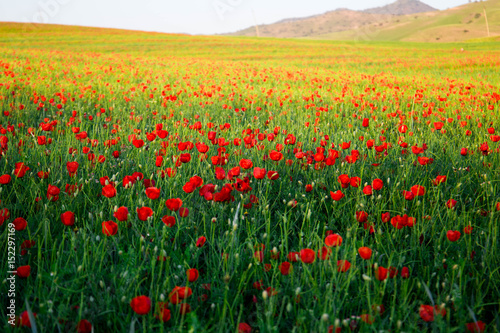 Bright vivid poppy field on a sunset background 