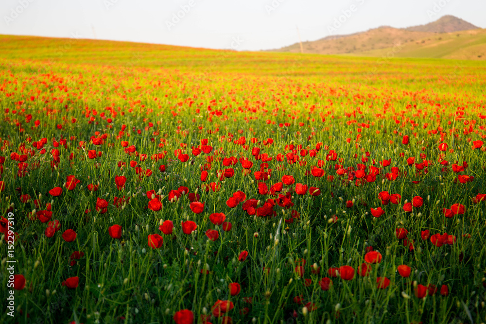 Bright vivid poppy field on a sunset background 