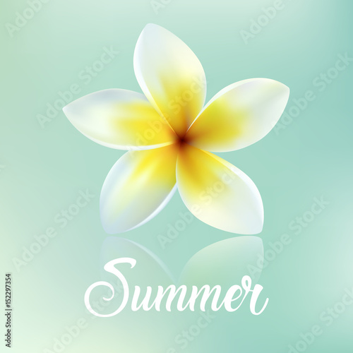 Frangipani flower background. Realistic flower on the blue background. Vector image.