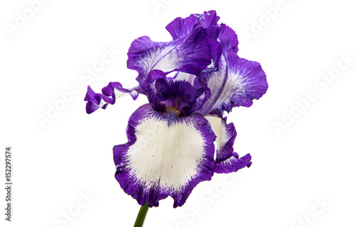 Fototapeta Naklejka Na Ścianę i Meble -  Iris flower