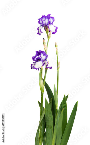 Iris flower