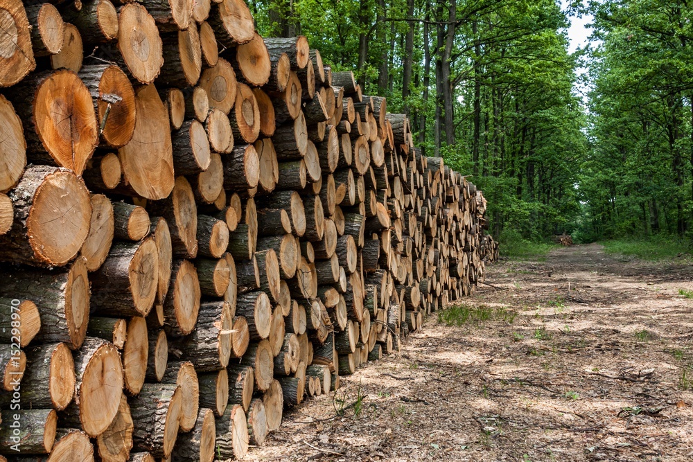 Big pile of wood in the forest