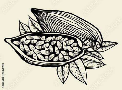 image of cocoa beans