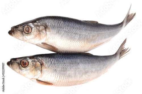 Herring on a white background