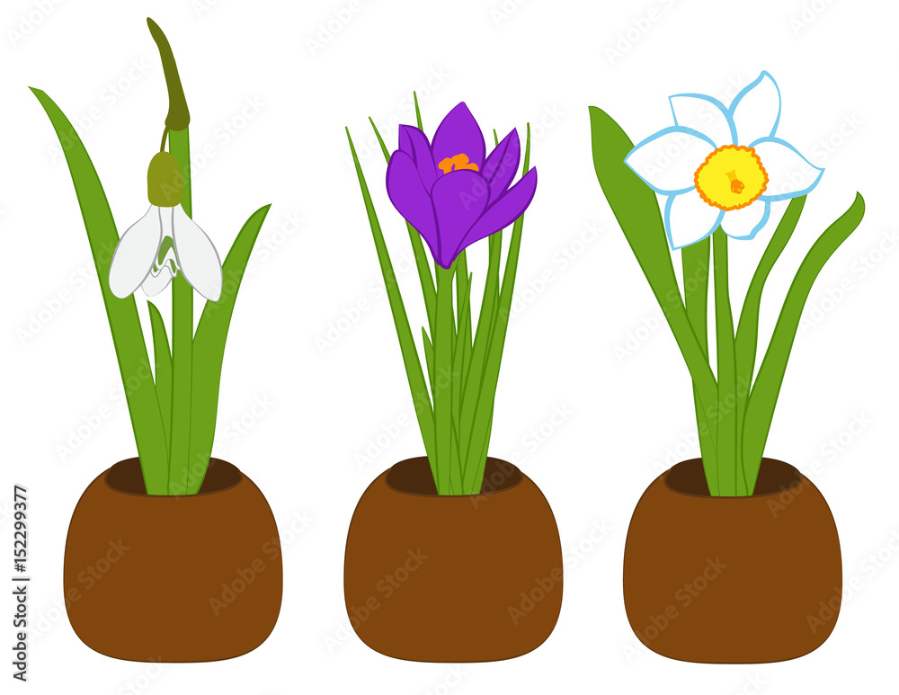Set of spring snowdrop, narcissus and crocus in flower pots isolated on white. Vector illustration