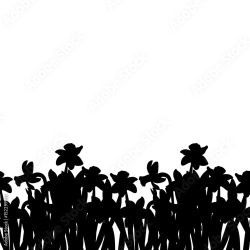 Postcard of black small narcissus flowers silhouette isolated on white. Vector illustration
