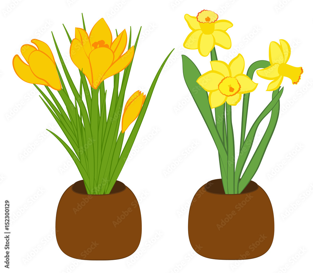 Set of three yellow narcissus and yellow crocus flower in pots. Flat illustration isolated on white background. Vector illustration