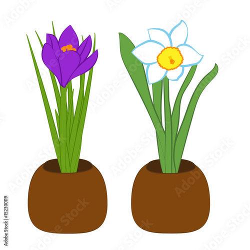 Set of blue narcissus and purple crocus flower in pots. Flat illustration isolated on white background. Vector illustration
