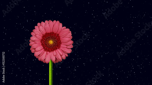 gerbera flower by night, space for your text, starry sky background photo