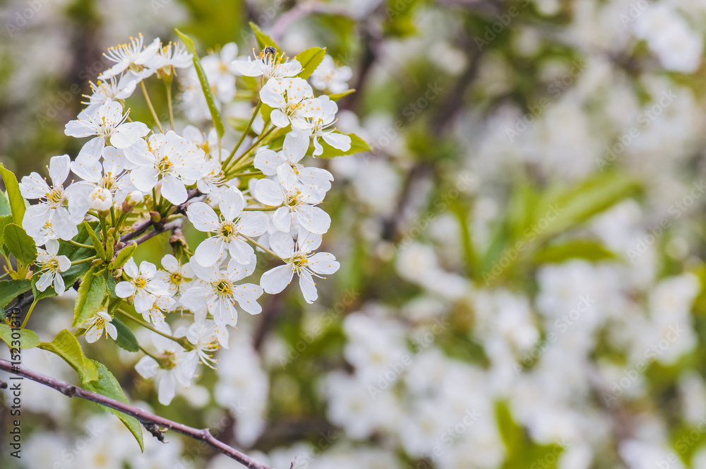 Background of flowers of cherry blossom branches at spring. Toned. Background of flowers of cherry blossom branches at spring. Toned.