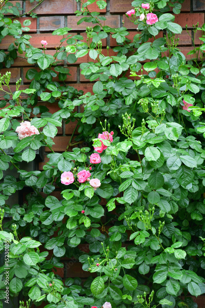 flower garden flower garden