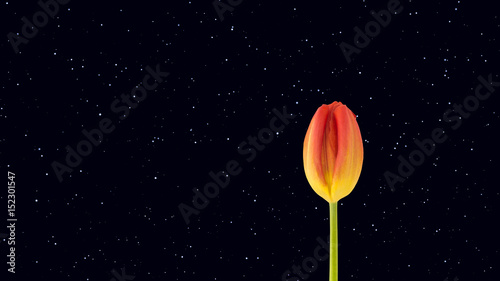 Fototapeta Naklejka Na Ścianę i Meble -  tulip flower, night landscape panorama with stars