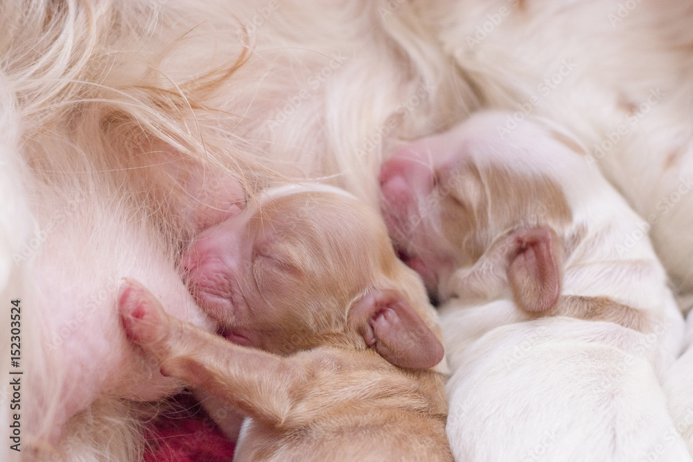 soft focus on little cocker spaniel's adorable baby puppy drinking milk from their mother soft focus on little cocker spaniel's adorable baby puppy drinking milk from their mother