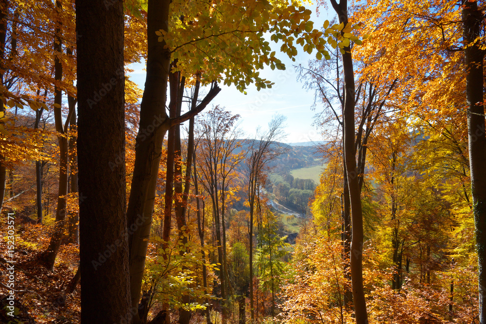 Fototapeta premium Autumnal forest