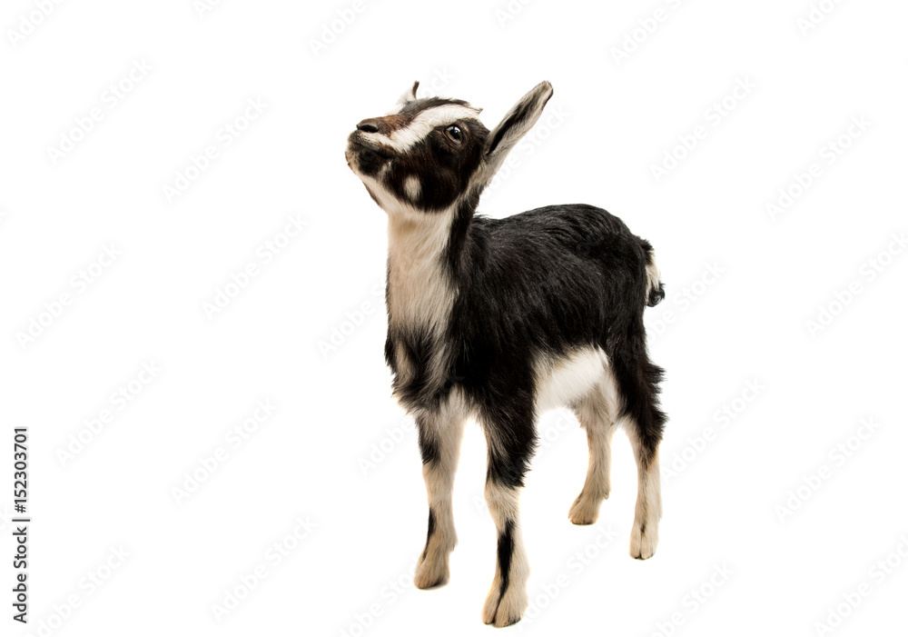 Fototapeta premium Black and white goat
