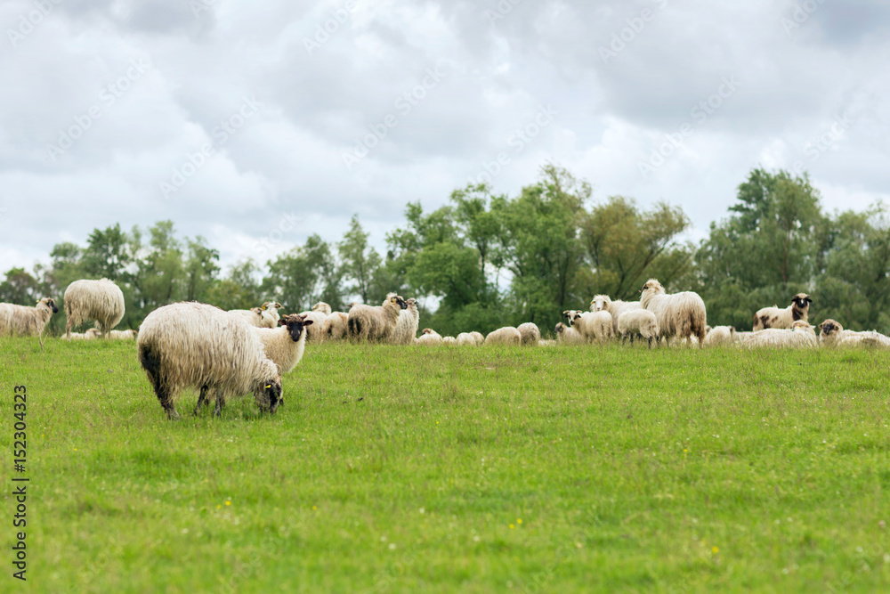 Fototapeta premium Pastoral scene, a flock of sheep