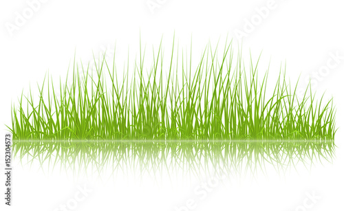 High quality green grass with reflection on white background, vector illustration.