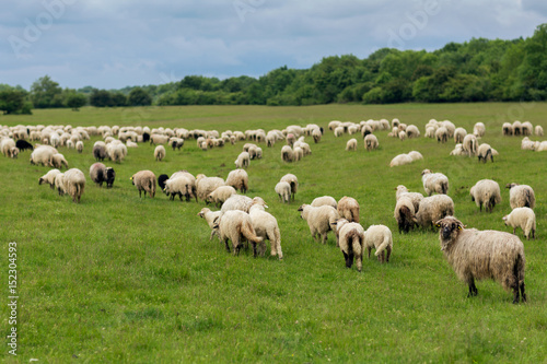 Pastoral scene, a flock of sheep
