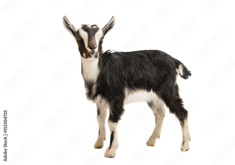 Fototapeta premium Black and white goat