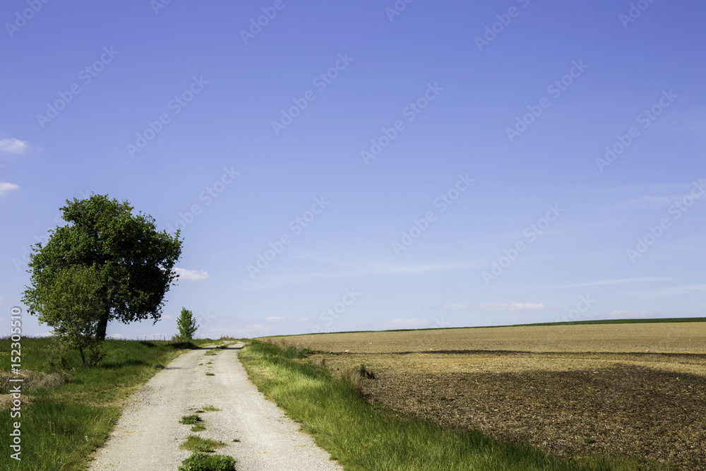 weite Felder mit einem Feldweg und einem einsamen Baum