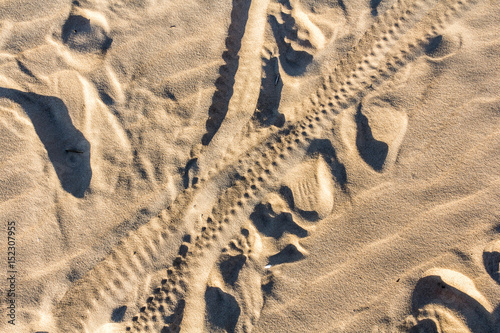 Bicycle tracks on a sand in summer