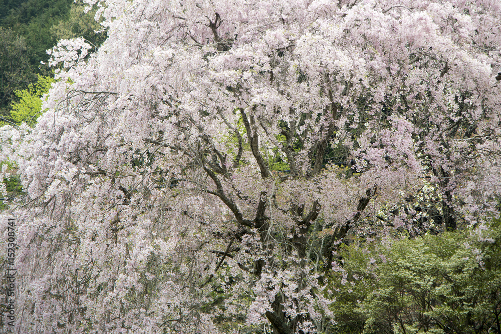 枝垂れ桜 枝垂れ桜