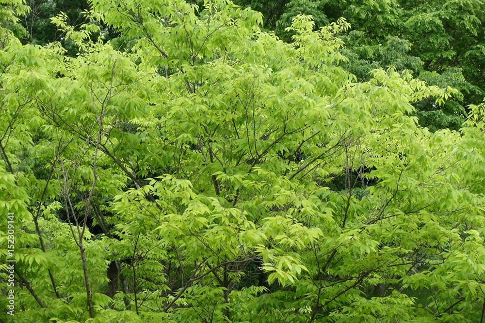 Fototapeta premium 多摩の新緑