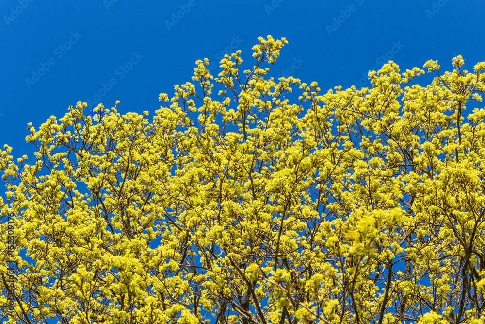 Fototapeta premium A beautiful blooming maple tree in spring