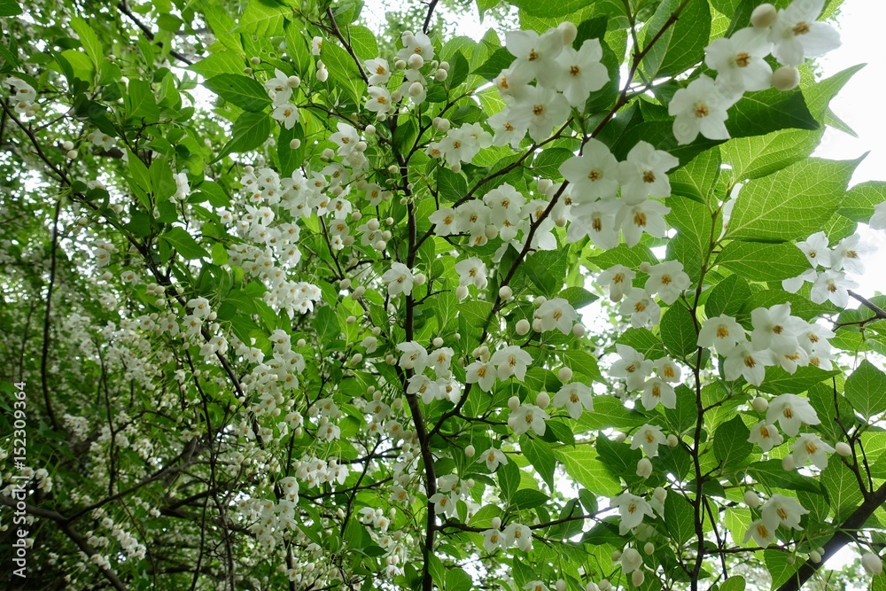 初夏に咲く白い花 Stock Photo Adobe Stock