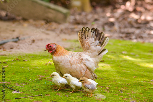 bantam rooster in morning
