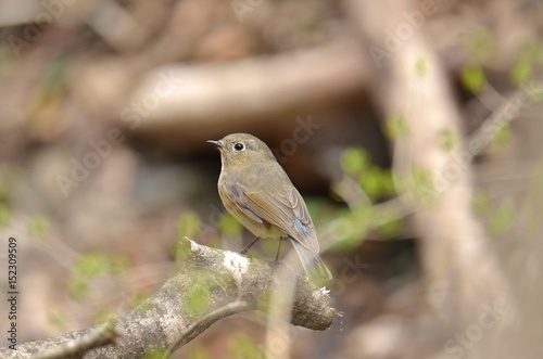 ルリビタキのメス photo