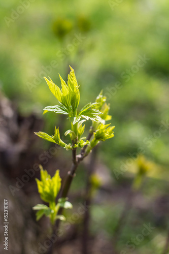 The first spring gentle leaves, buds and branches background