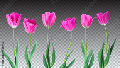 Tulips. Color vector tulips isolated on transparent background. Flowers in different shapes for your design and greetings, postcards card for your loved ones.