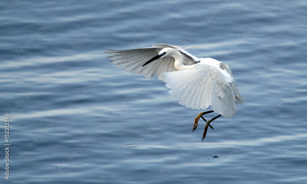 The little egret (Egretta garzetta) flying over the River Danube at Zemun in the Belgrade Serbia. The little egret (Egretta garzetta) flying over the River Danube at Zemun in the Belgrade Serbia.