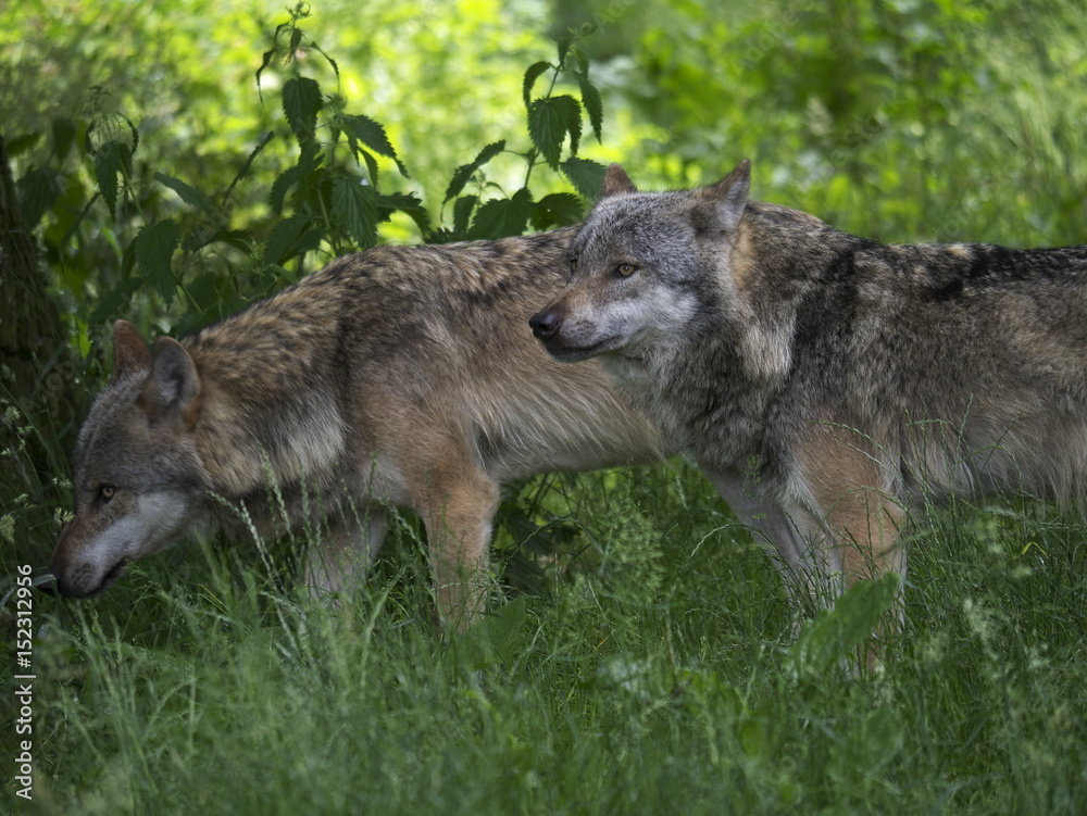 Fototapeta premium Wölfe am Waldrand