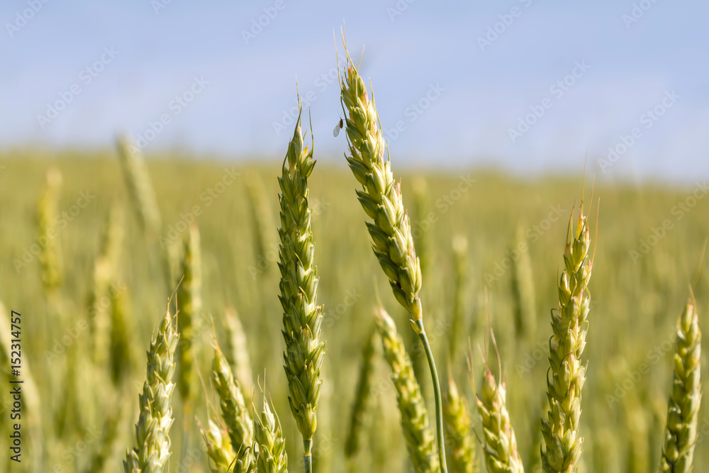 Fototapeta premium ears of wheat