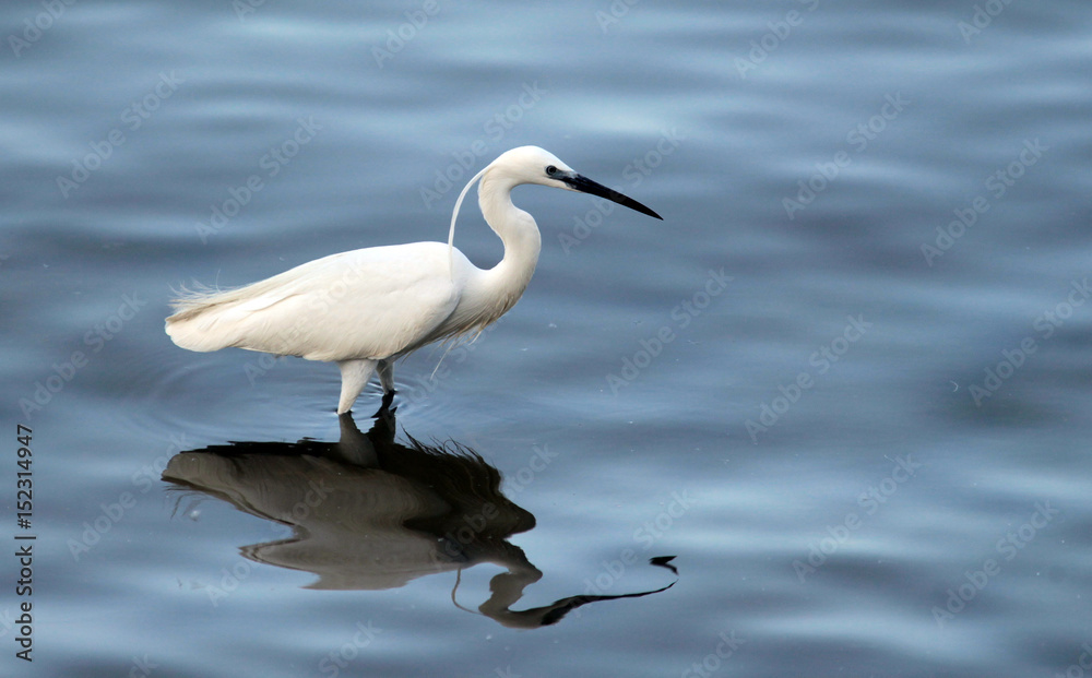 The little egret (Egretta garzetta) single bird hunting for fish in water near Danube river in Zemun,Belgrade,Serbia. The little egret (Egretta garzetta) single bird hunting for fish in water near Danube river in Zemun,Belgrade,Serbia.