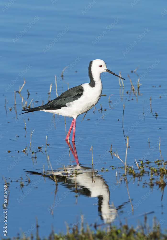 The Black-winged Stilt, Common Stilt or Pied Stilt (Himantopus himantopus), is a widely distributed, very long-legged wader in the avocet and stilt family. The Black-winged Stilt, Common Stilt or Pied Stilt (Himantopus himantopus), is a widely distributed, very long-legged wader in the avocet and stilt family.