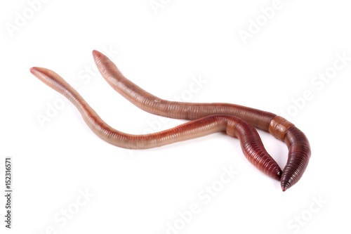 Two earthworms isolated on white background