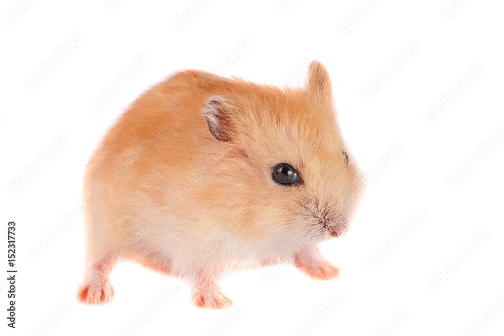 Little funny hamster isolated on white background Little funny hamster isolated on white background