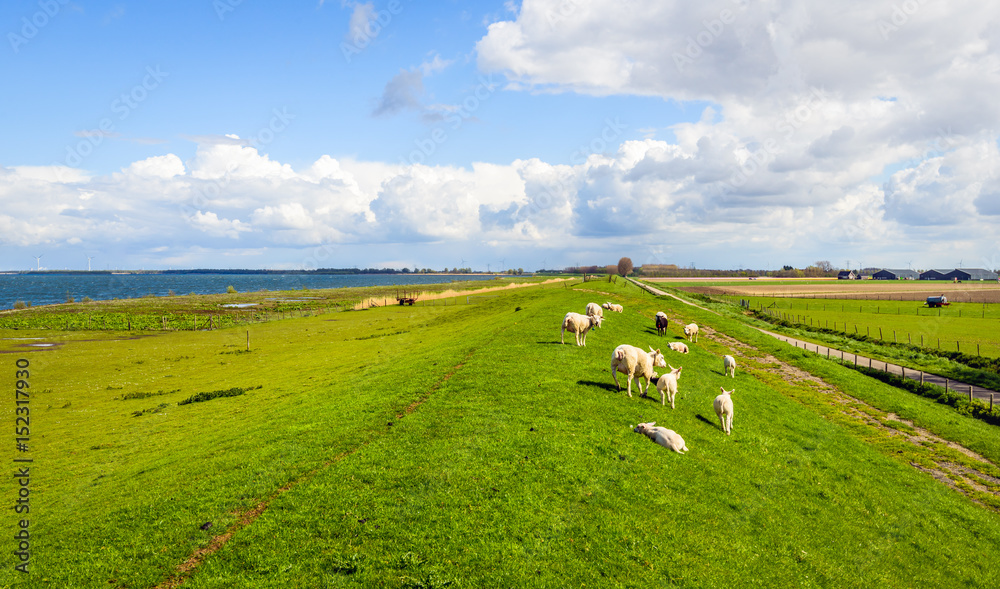 Naklejka premium Overview of an embankment with grazing next to a Dutch estuary