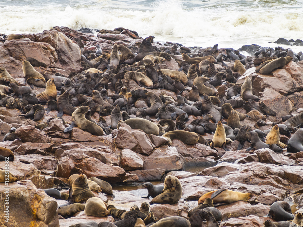 Sea lions, Cape Cross, Namibia Sea lions, Cape Cross, Namibia