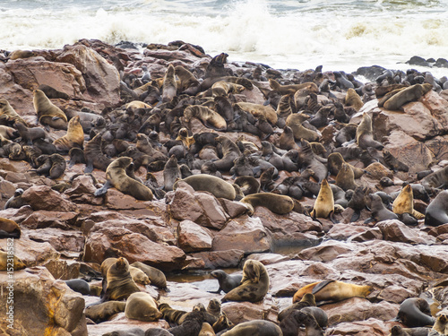 Sea lions, Cape Cross, Namibia
