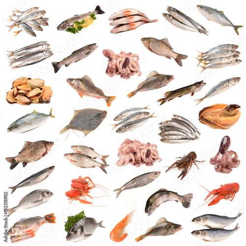 collection of of fish products
